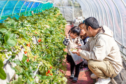 「【2026】栃木の「多品種食べ比べ」OKのいちご狩りスポット3選　最大11種類も！」の写真