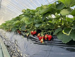 「【2026】栃木の「多品種食べ比べ」OKのいちご狩りスポット3選　最大11種類も！」の写真