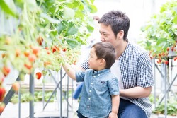 「【2026】神奈川の「多品種食べ比べ」OKのいちご狩りスポット8選　最大12種類も！」の写真
