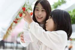 紅白いちごの収穫体験