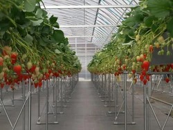 「【2026】神奈川の「多品種食べ比べ」OKのいちご狩りスポット8選　最大12種類も！」の写真