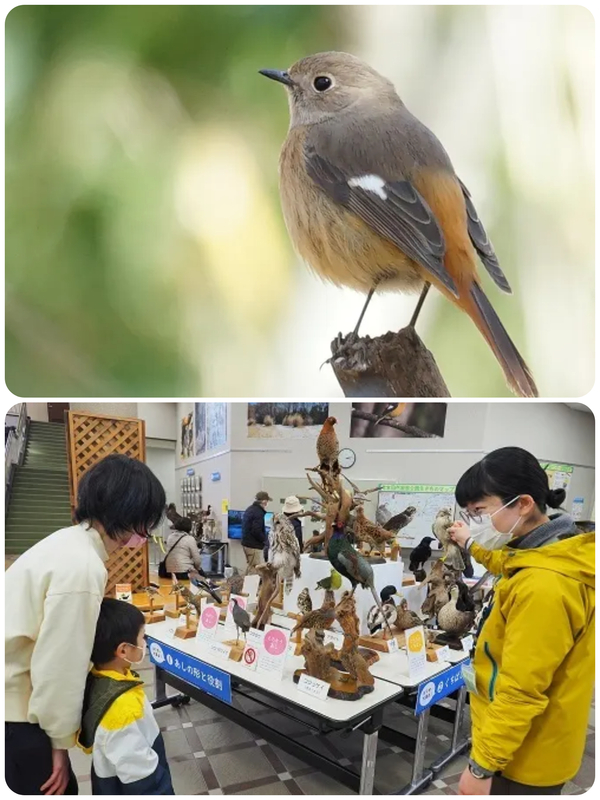 自然に親しむイベントデー「野鳥の日」