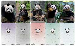 「上野パンダファミリートレカ」を無料で配布
