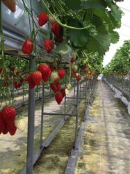 「【2026春版】 栃木の人気いちご狩り10選！甘くてジューシーな旬を堪能」の写真