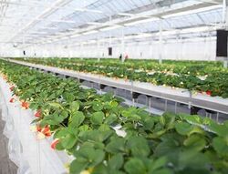 「【2026春版】 栃木の人気いちご狩り10選！甘くてジューシーな旬を堪能」の写真