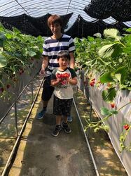 「【2026春版】 栃木の人気いちご狩り10選！甘くてジューシーな旬を堪能」の写真