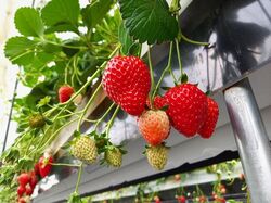 「【2026春版】 栃木の人気いちご狩り10選！甘くてジューシーな旬を堪能」の写真