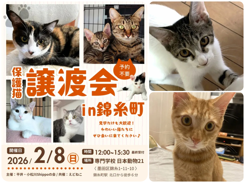 保護ねこ譲渡会 in 錦糸町