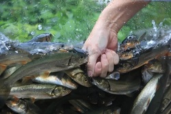 「【2026春】親子のおでかけに！ゆったり楽しめる神奈川県の水族館5選【保存版】」の写真