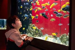 「【2026春】親子のおでかけに！ゆったり楽しめる神奈川県の水族館5選【保存版】」の写真
