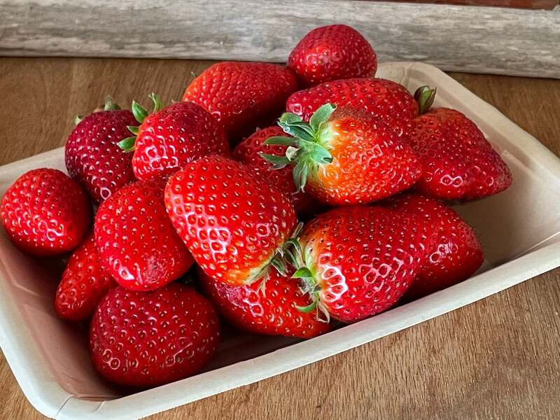 無料サンプリング品種イメージ