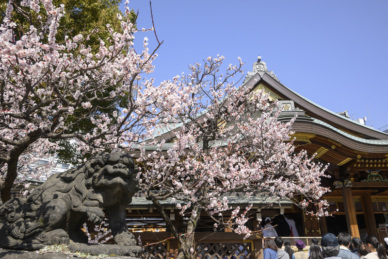 画像：イデア / PIXTA