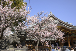 画像：イデア / PIXTA