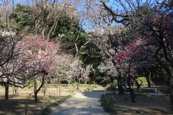 「【2026】もうすぐ見頃！東京都内の梅の名所おすすめ10選！梅まつり＆ライトアップも」の写真