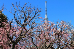 画像： koro / PIXTA