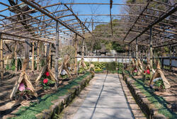 上野東照宮ぼたん苑