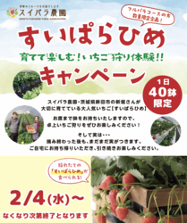 「食べ放題なのに苗ごと貰える！？スイパラの「お席でいちご狩り」が前代未聞の神企画」の写真