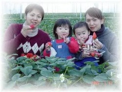 「【2026】埼玉の「多品種食べ比べ」OKのいちご狩りスポット8選　最大8種類も！」の写真