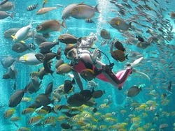 「【2026】全国のイルカショー＆シャチが人気の水族館15選！ずぶ濡れ必至の迫力ライブ」の写真
