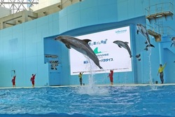 「【2026】全国のイルカショー＆シャチが人気の水族館15選！ずぶ濡れ必至の迫力ライブ」の写真
