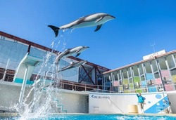 「【2026】全国のイルカショー＆シャチが人気の水族館15選！ずぶ濡れ必至の迫力ライブ」の写真
