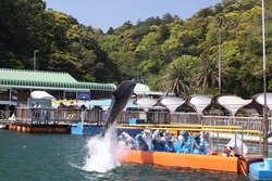 「【2026】全国のイルカショー＆シャチが人気の水族館15選！ずぶ濡れ必至の迫力ライブ」の写真