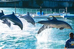 「【2026】全国のイルカショー＆シャチが人気の水族館15選！ずぶ濡れ必至の迫力ライブ」の写真
