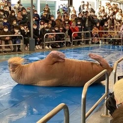 「【2026】全国のイルカショー＆シャチが人気の水族館15選！ずぶ濡れ必至の迫力ライブ」の写真