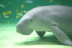 「【2026】全国のイルカショー＆シャチが人気の水族館15選！ずぶ濡れ必至の迫力ライブ」の写真