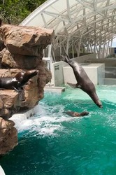 「【2026】全国のイルカショー＆シャチが人気の水族館15選！ずぶ濡れ必至の迫力ライブ」の写真