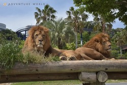 「【2026】全国のイルカショー＆シャチが人気の水族館15選！ずぶ濡れ必至の迫力ライブ」の写真