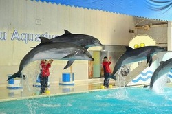 「【2026】全国のイルカショー＆シャチが人気の水族館15選！ずぶ濡れ必至の迫力ライブ」の写真