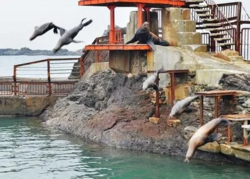 「【2026】全国のイルカショー＆シャチが人気の水族館15選！ずぶ濡れ必至の迫力ライブ」の写真