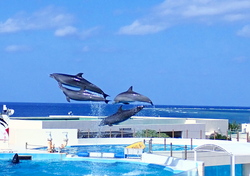 画像：まろ / PIXTA