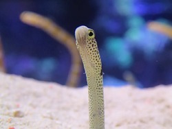 「【2026】行く前に知りたい！東京・人気水族館の食物アレルギー対応を一挙紹介」の写真