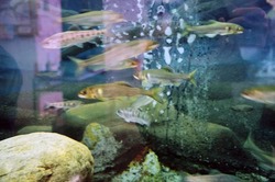 「【2026】行く前に知りたい！東京・人気水族館の食物アレルギー対応を一挙紹介」の写真