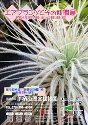 エアプランツとその仲間展