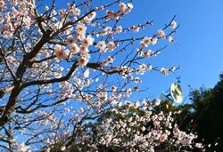 万博記念公園 梅まつり｜万博記念公園マネジメント・パートナーズ