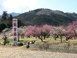 越生梅林 梅まつり（画像：越生町観光協会）