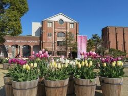 2026冬咲きチューリップショー｜ （C）一般財団法人淡路島くにうみ協会