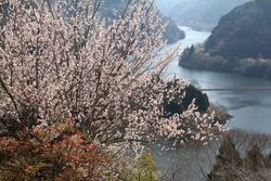 月ヶ瀬梅渓梅まつり