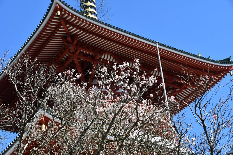 成田の梅まつり（一般社団法人　成田市観光協会）