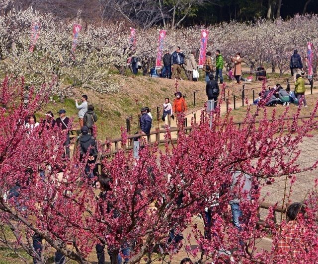第35回 佐布里池梅まつり｜ （一社）知多市観光協会