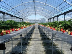 「【2026】今が旬「あまおう」狩りが楽しめる農園15選！　60分間食べ放題＆食べ比べも」の写真