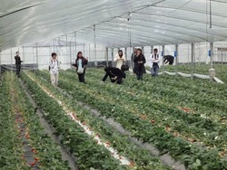 「【2026】今が旬「あまおう」狩りが楽しめる農園15選！　60分間食べ放題＆食べ比べも」の写真