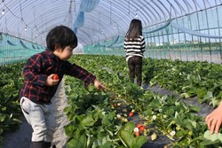 「【2026】今が旬「あまおう」狩りが楽しめる農園15選！　60分間食べ放題＆食べ比べも」の写真