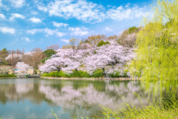 画像：genki / PIXTA