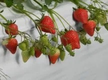 「【2026】今が旬「あまおう」狩りが楽しめる農園15選！　60分間食べ放題＆食べ比べも」の写真