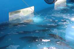 「浜松オートで海釣り体験！タイやヒラメが釣れる!?三枚おろしサービス付きで持ち帰りOK」の写真