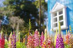 「祝7周年！ムーミンバレーパークで春の祭典　新シアターや花火にリトルミイフェアも」の写真